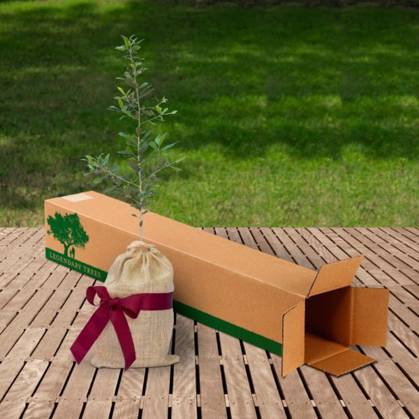 Century-Tree-With-LT-Box century tree gift box