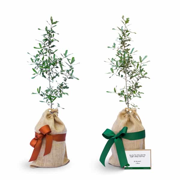 Gift Trees side by side