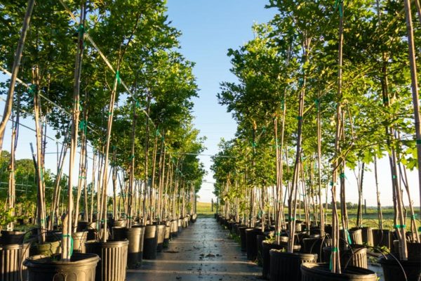 Tree Nursery News Trees For Online Legendary Fort Worth Nursery Coming Soon