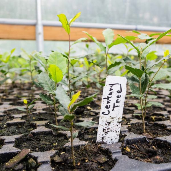 LT-Century-Tree-Seedling century tree seedling