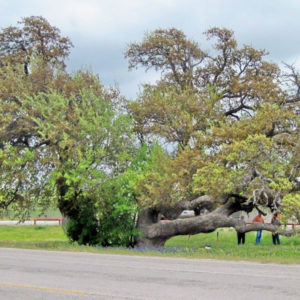 halfway oak