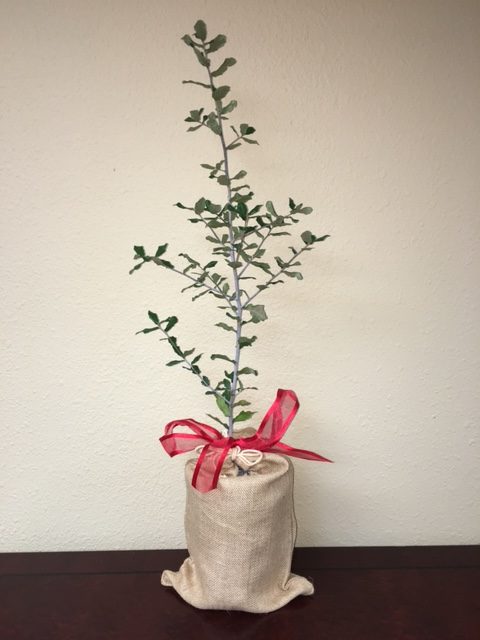 Honor a Loved One with a Memory Tree | Legendary Trees