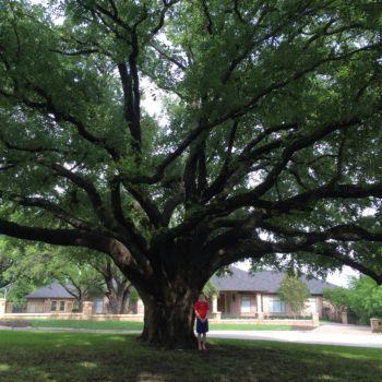 Giant Live Oak