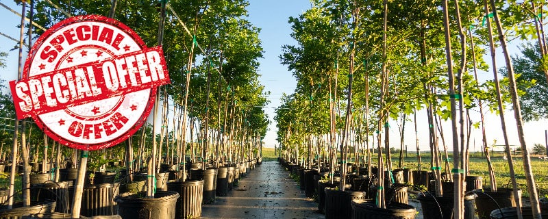 special tree seedlings offer for visitors