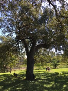 The Kissing Tree - Legendary Trees