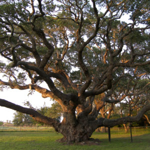 Big_tree